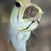 jawfish_yellowhead_bs_lc_v_0522_cay1064.jpg